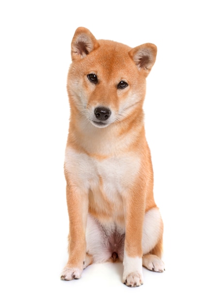 young shiba inu