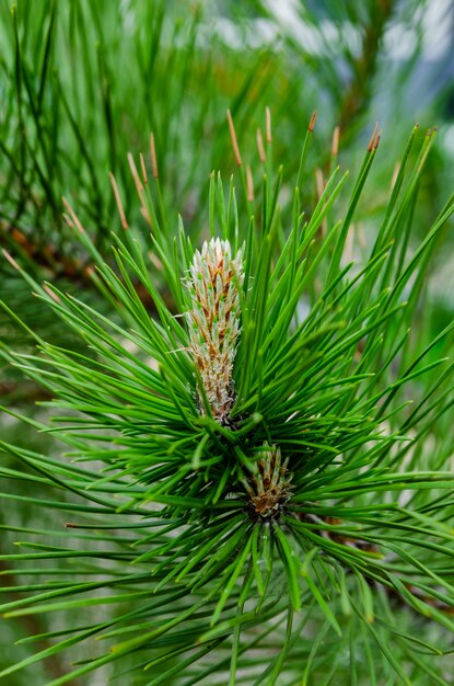 Young shoot on branch of green lush pine. Spring renewal of trees, the formation of new cones on the pine.