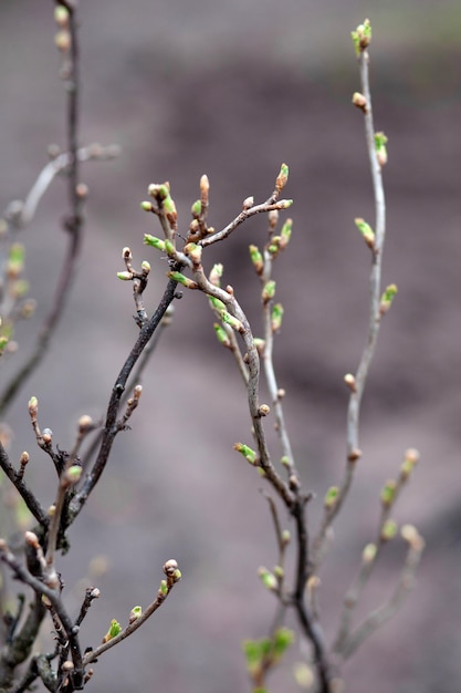 Young shoots on a branch of a shrub or tree