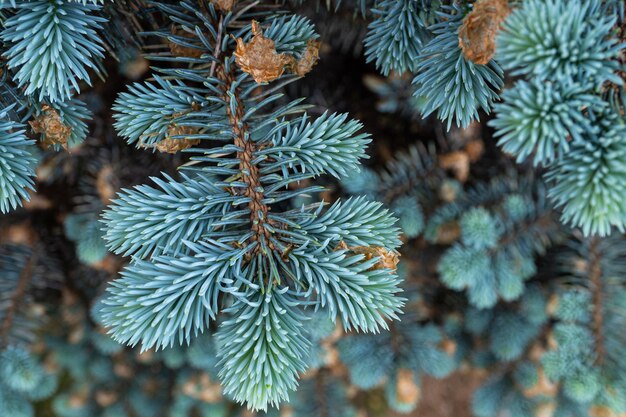 Young shoots on branches blue spruce