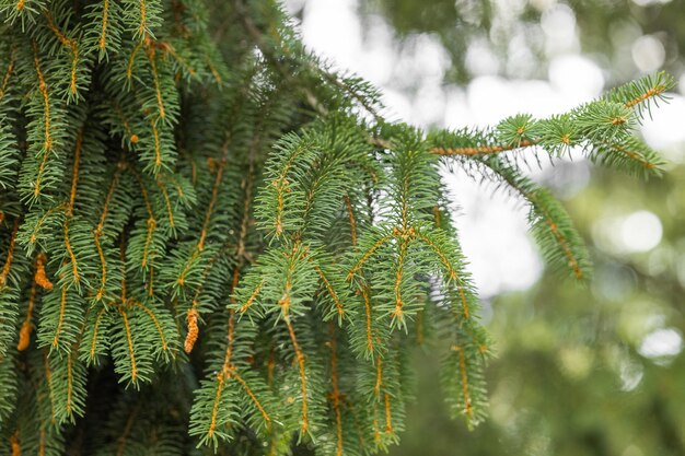 Young shoots of a Christmas tree A branch of a Christmas tree with soft green young needles