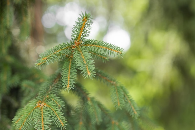 Young shoots of a Christmas tree A branch of a Christmas tree with soft green young needles