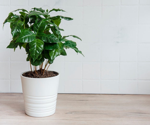 テーブルの上の鍋に植えられたコーヒーの木の若い芽