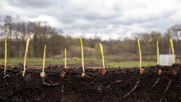 Young shoots of corn with roots