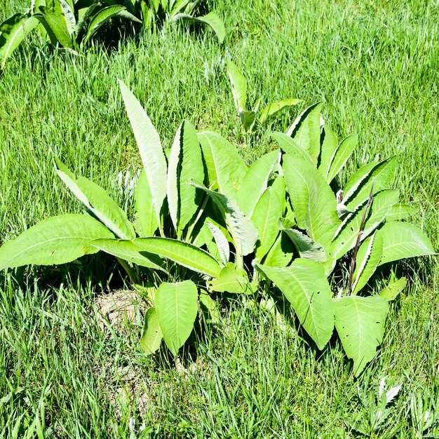 Photo young shoots elecampane the medicinal plant is elecampane