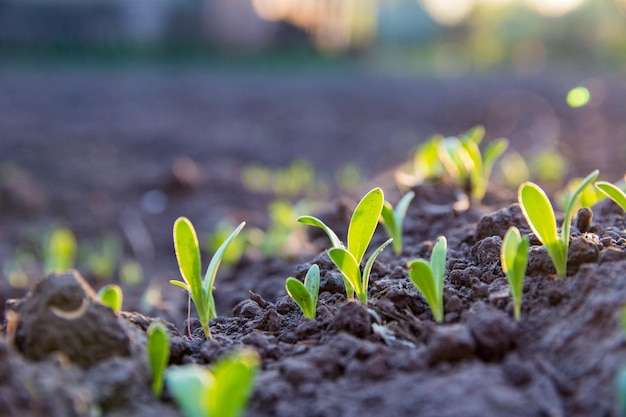 young shoots, fresh sprouts of agricultural plants in the ground close up image.