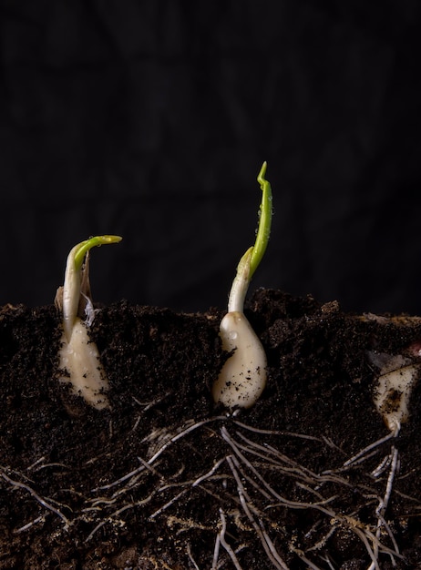 Young shoots of garlic with roots