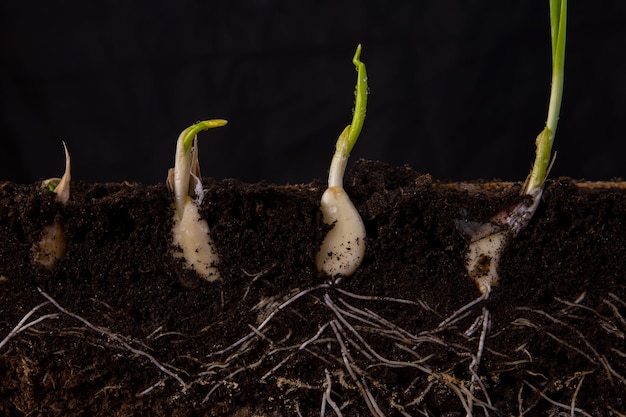 Young shoots of garlic with roots