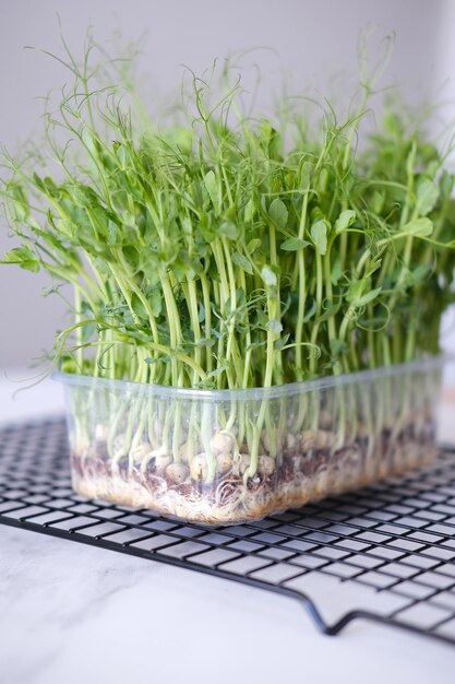 Photo young shoots of green pea microgreens