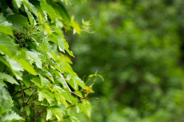 Young shoots of a green plant, natural background