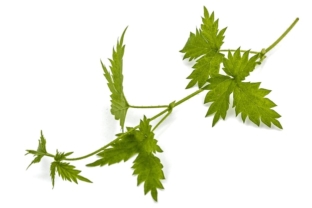 Young shoots of hops isolated on white background