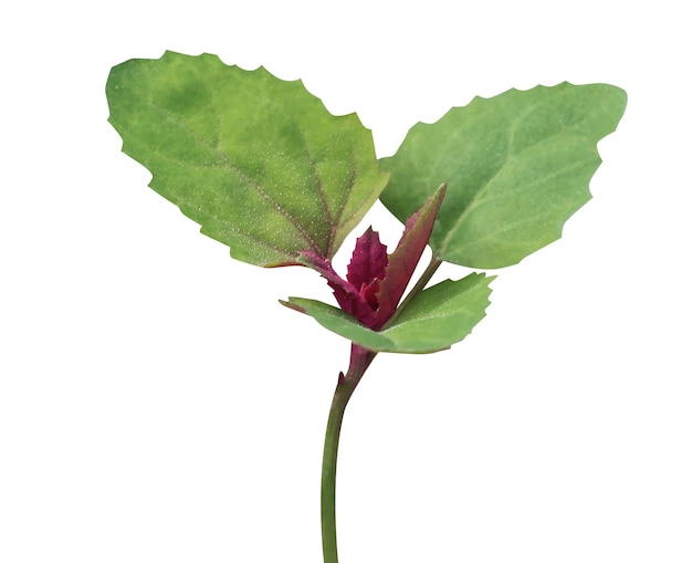 Photo young shoots and leaves of chenopodium giganteum can be eaten cooked like spinach or salad