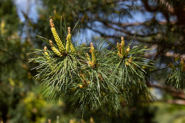 young shoots of Scotch pine