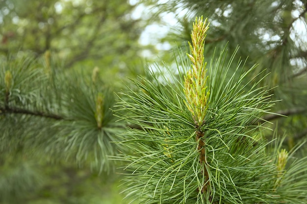 Young shoots of Siberian cedar pine Pinus sibirica Du Tour Closeup Background