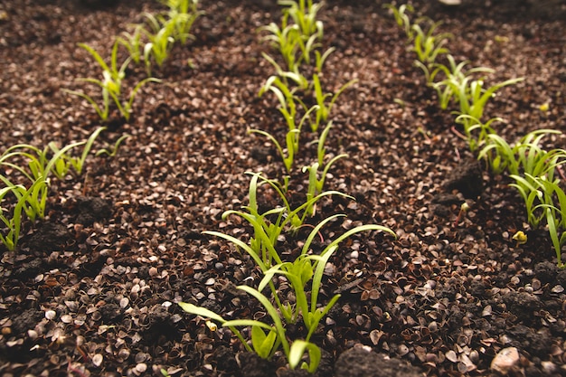 Young shoots of spinach in the vegetable garden. Germination of spinach seeds.