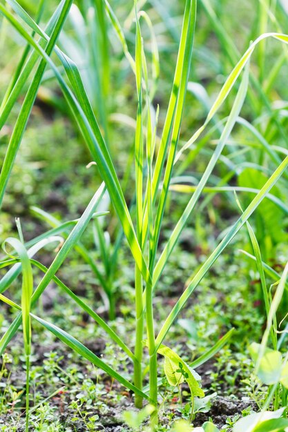 I giovani germogli di aglio verde primaverile si chiudono