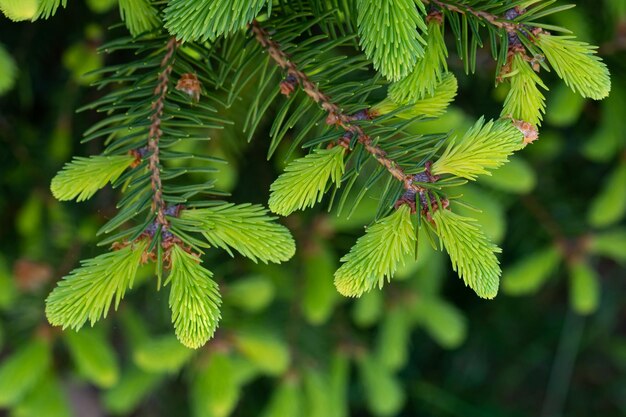 Young shoots on spruce branches in spring Natural forest background