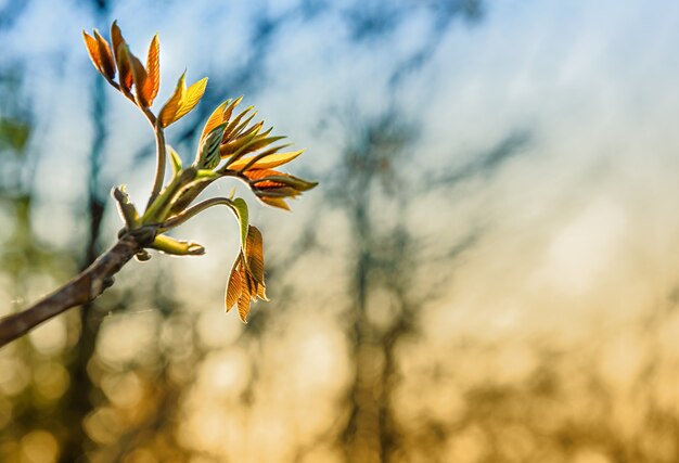 Young shoots of a tree