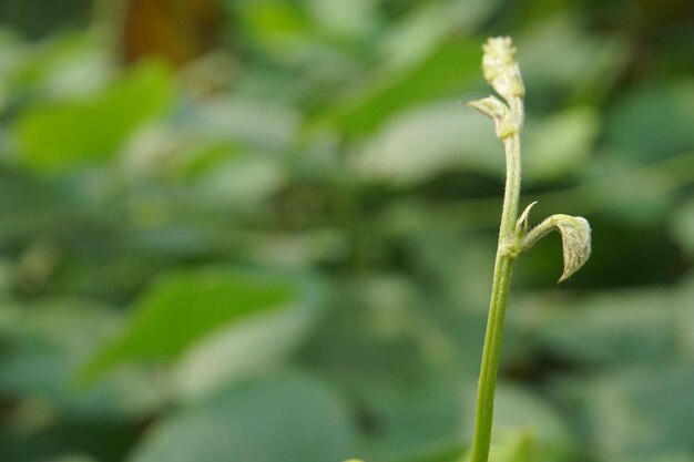 young shoots of a tree