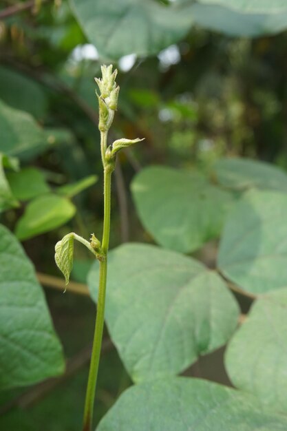 young shoots of a tree