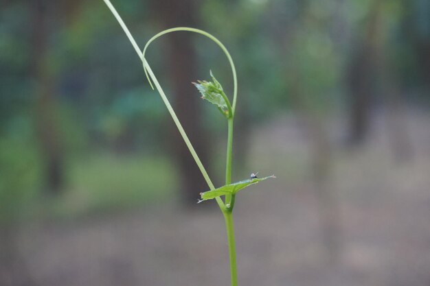 young shoots of a tree