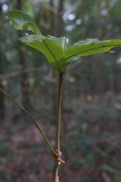 young shoots of a tree