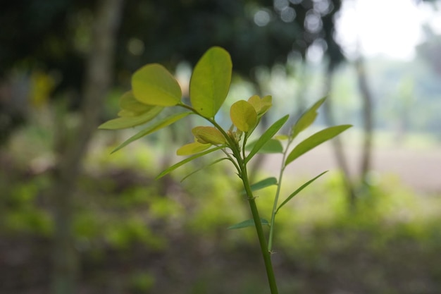 young shoots of a tree