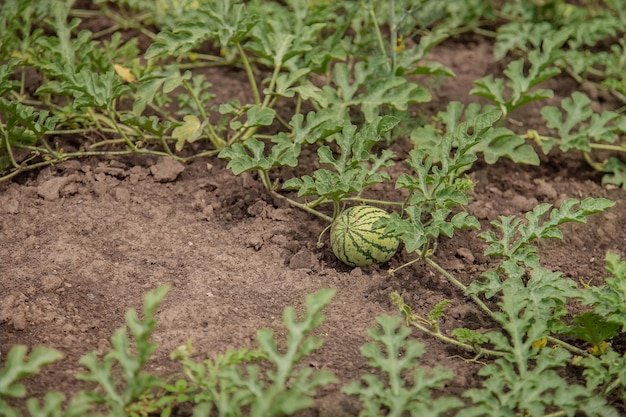 Young shoots of watermelons On the open field on the farm field