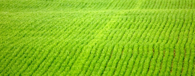 Young shoots of wheat in the field