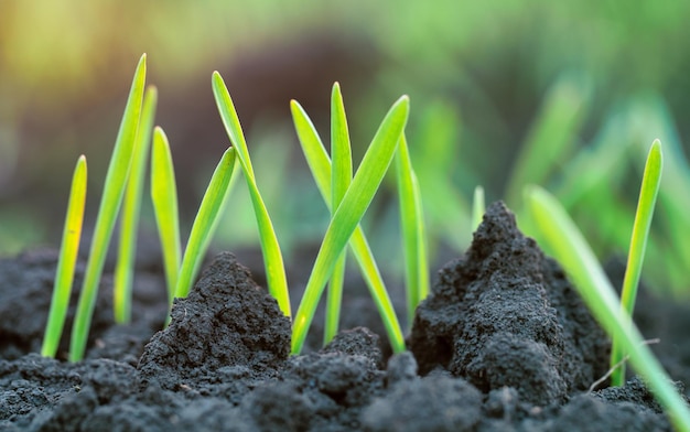 Young shoots of wheat in the field