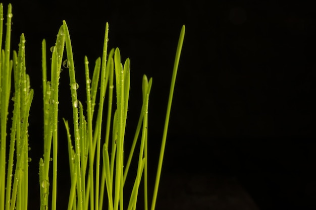 Photo young shoots of wheat with dew drops black background