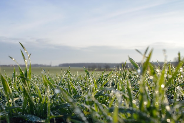 Young shoots of winter wheat sunny autumn day Dew on lives After rain Copy space