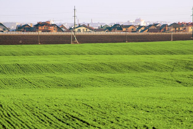 Young shoots of winter wheat sunny autumn day