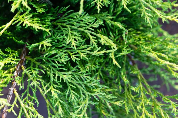 Young shoots with fresh bright green needles on juniper branches thuja Pattern green natural background