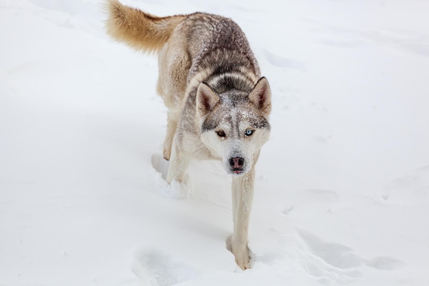 어린 시베리안 허스키 개는 아 후 깊은 눈 속에서 뛰고 즐겁게 지냅니다.