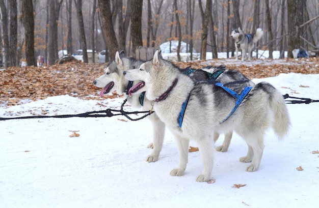 そりの準備をしている若いシベリアンハスキー犬