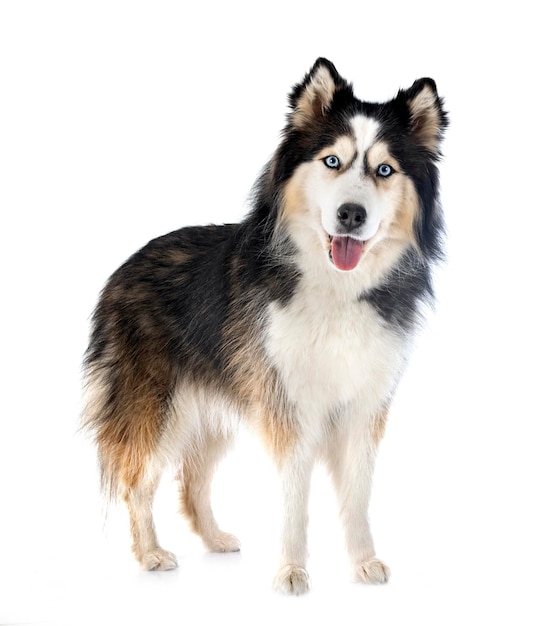 young Siberian Husky in front of white background