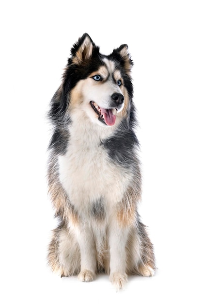 young Siberian Husky in front of white background