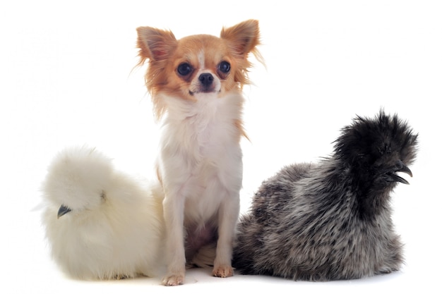 Young Silkies and chihuahua