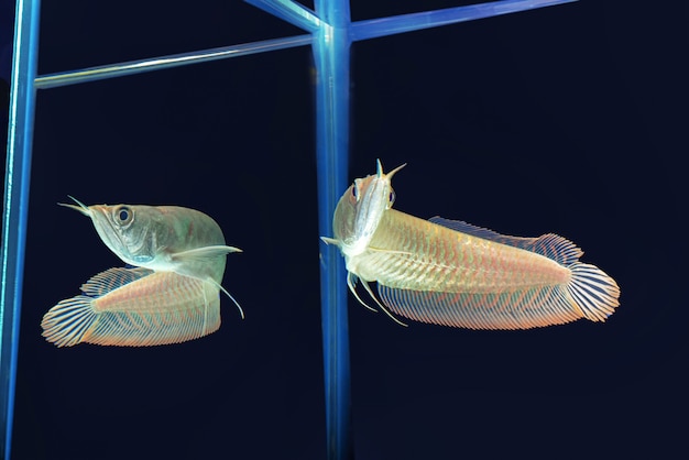 Young silver arowana isolated in black background