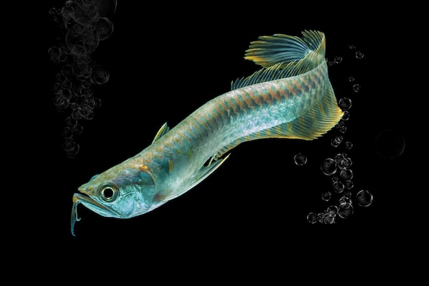 Giovane arowana d'argento isolato nella priorità bassa nera