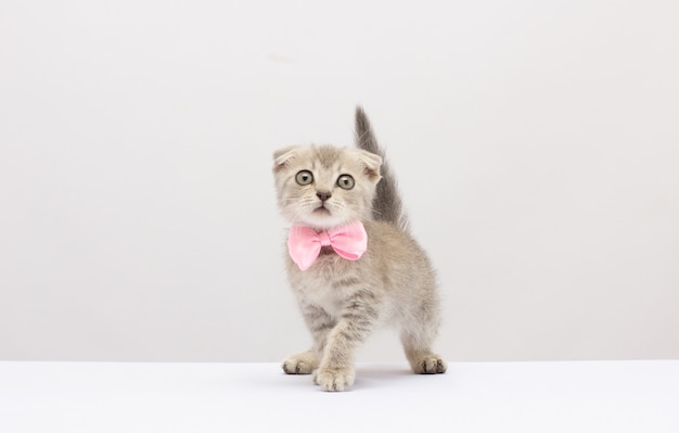 Young silver tabby kitten looking up, wearing a pink ribbon on white surface