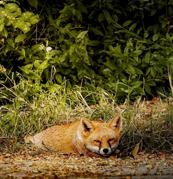 Young sleepy fox against bushes