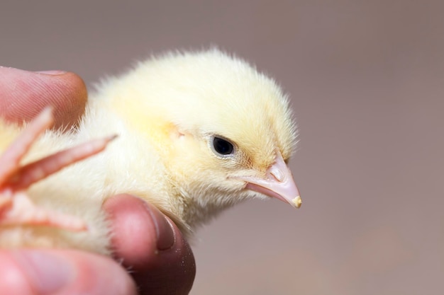 Young small chickens in a chicken meat factory, chickens have just started to be raised for meat