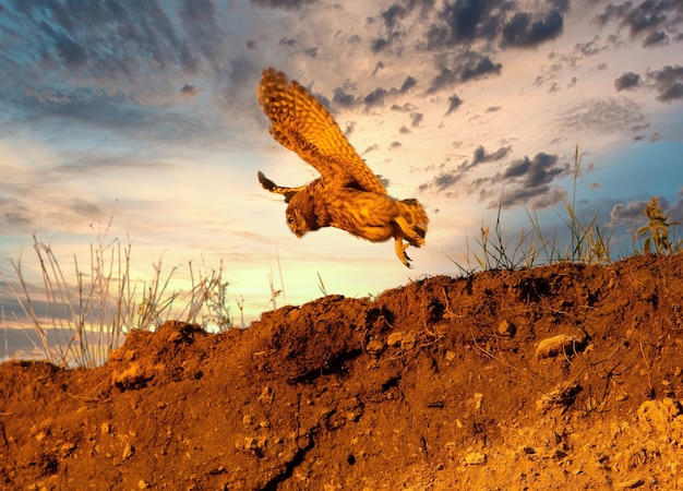 A young small owl filmed in flight against the evening sunset sky