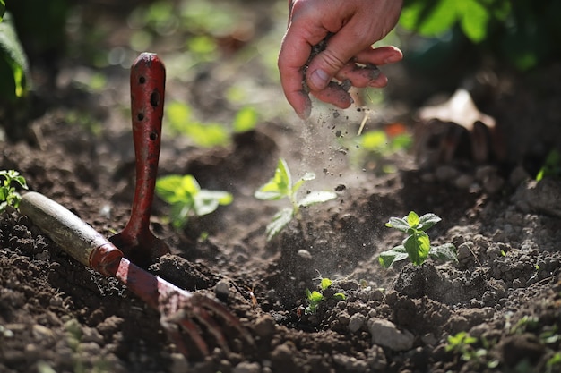 Young small sprout for landing in the ground in hands