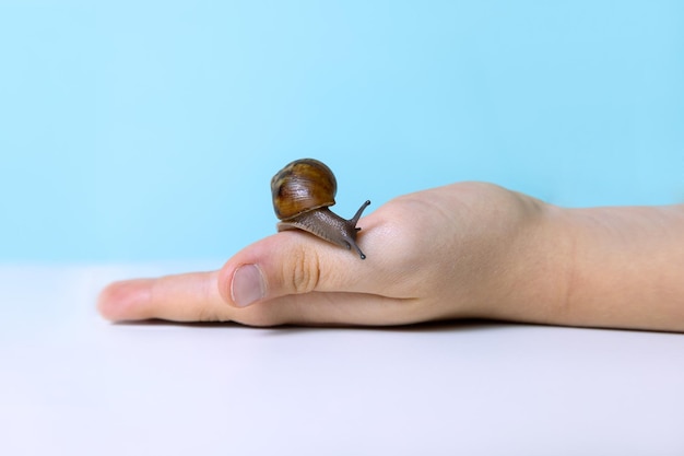Photo young snail on kids hand care for pets concept