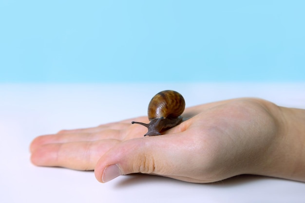 Young snail on kids hand care for pets concept