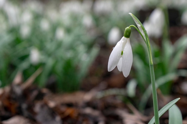 Young snowdrop with dew drops Spring elegant snowdrops in bokeh