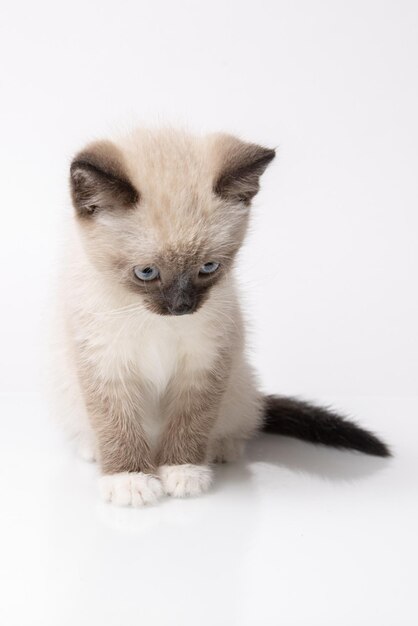 Giovane gatto con le racchette da neve isolato su sfondo bianco